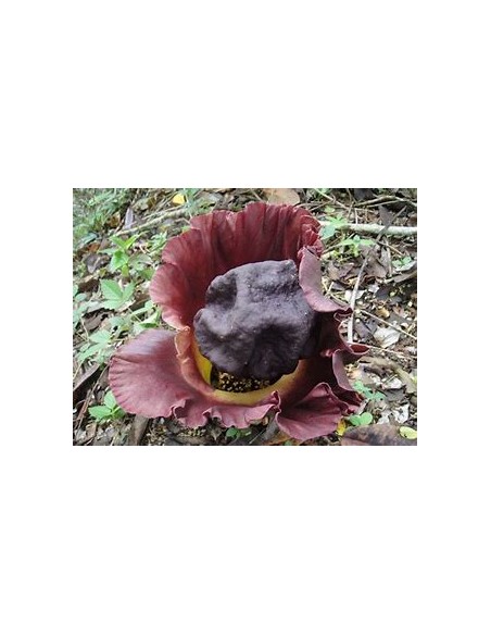 Telinga Potato (Amorphopallus Paeoniifolius)7.87in-1 Plant for Sale in Mexico - Online Nursery