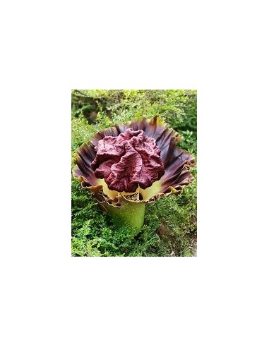 Telinga Potato (Amorphopallus...