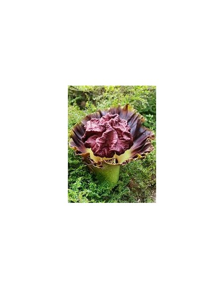 Patata de Telinga (Amorphopallus Paeoniifolius)-20cms-1 Planta en Venta en Mexico - Vivero por internet