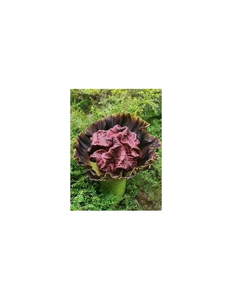 Telinga Potato (Amorphopallus Paeoniifolius)7.87in-1 Plant for Sale in Mexico - Online Nursery