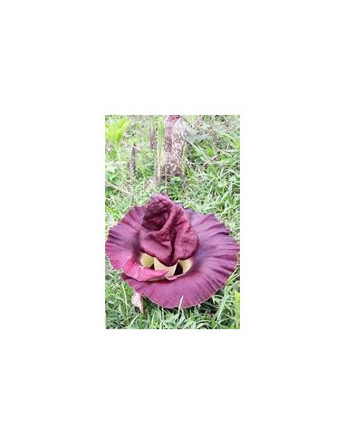 Telinga Potato (Amorphopallus...