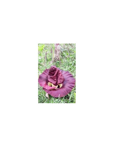 Telinga Potato (Amorphopallus Paeoniifolius)7.87in-1 Plant for Sale in Mexico - Online Nursery