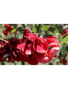 Ceibo argentino (Erythrina...
