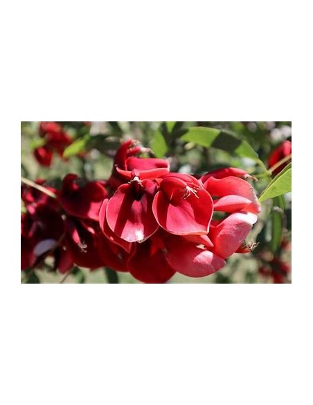 Argentine Ceibo (Erythrina crista-galli)-1 Plant for Sale in Mexico - Nursery online
