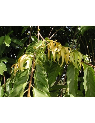 1 Ylang ylang (Cananga odorata) Ylan ylan Flores fragantes y llamativas. Annonaceae