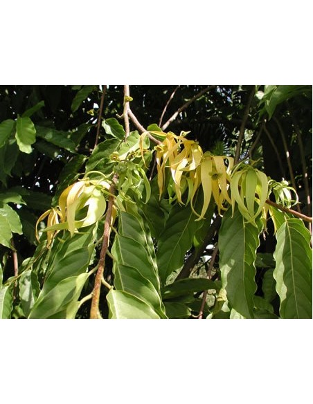 1 Ylang ylang (Cananga odorata) Ylan ylan Flores fragantes y llamativas. Annonaceae