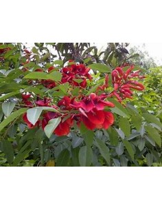 Argentine Ceibo (Erythrina... 2