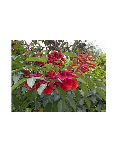 Ceibo argentino (Erythrina crista-galli)-1...