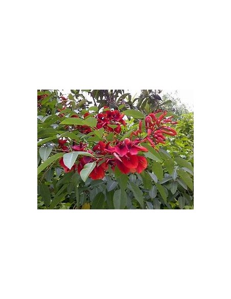 Argentine Ceibo (Erythrina crista-galli)-1 Plant for Sale in Mexico - Nursery online