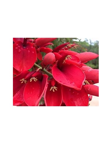 Ceibo argentino (Erythrina crista-galli)-1...