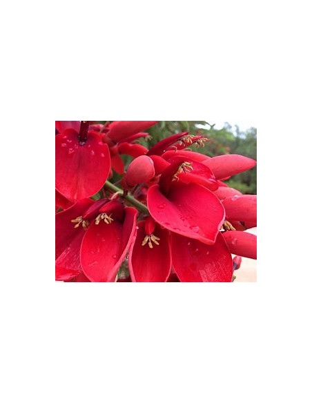 Argentine Ceibo (Erythrina crista-galli)-1 Plant for Sale in Mexico - Nursery online