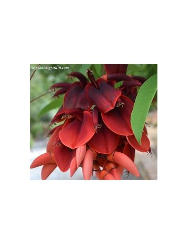 Ceibo argentino (Erythrina crista-galli)-1...