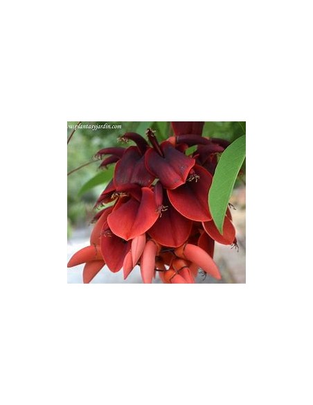 Argentine Ceibo (Erythrina crista-galli)-1 Plant for Sale in Mexico - Nursery online