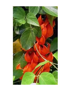 Enredadera Jade rojo...