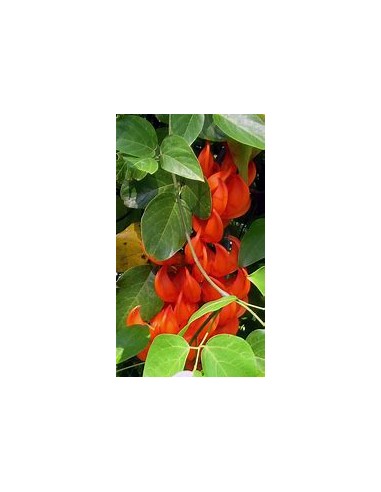 Red Jade Vine (mucuna bennettii) - 1 Plant for Sale in Mexico - Nursery Online