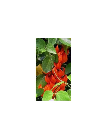 Enredadera Jade rojo (mucuna bennettii) - 1 Planta en Venta en Mexico - Vivero por internet