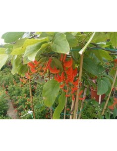 Red Jade Vine (mucuna... 2