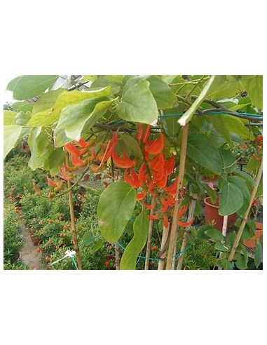 Enredadera Jade rojo (mucuna bennettii) - 1...