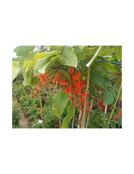 Enredadera Jade rojo (mucuna bennettii) - 1 Planta en Venta en Mexico - Vivero por internet