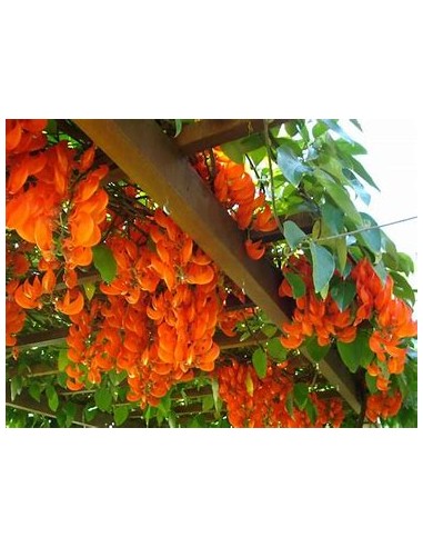 Enredadera Jade rojo (mucuna bennettii) - 1...