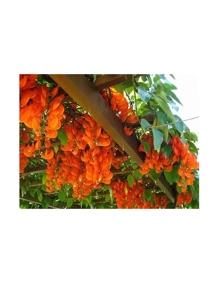 Enredadera Jade rojo (mucuna bennettii) - 1 Planta en Venta en Mexico - Vivero por internet