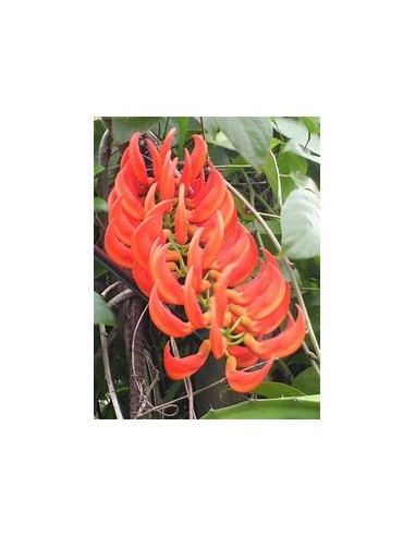 Enredadera Jade rojo (mucuna bennettii) - 1...