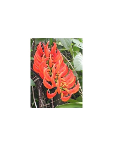 Enredadera Jade rojo (mucuna bennettii) - 1 Planta en Venta en Mexico - Vivero por internet