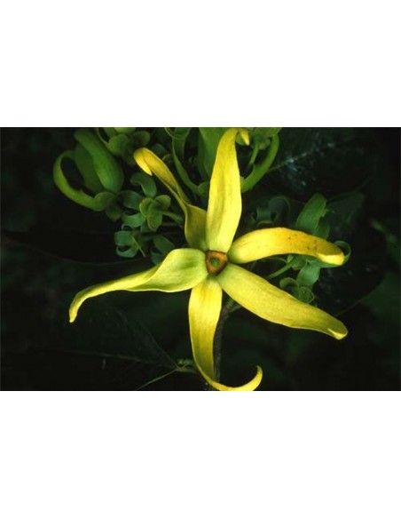 1  Cananga odorata (Ylang-Ylang) live tree for sale