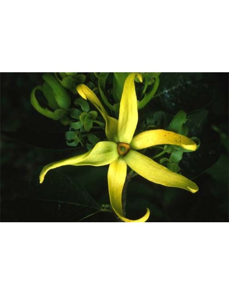 1 Ylang ylang (Cananga odorata) Ylan ylan Flores fragantes y llamativas. Annonaceae