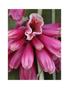 Tecomanthe dendrophylla...