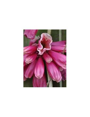 Tecomanthe dendrophylla 'Pink'-1 Plant for Sale in Mexico - Online Nursery