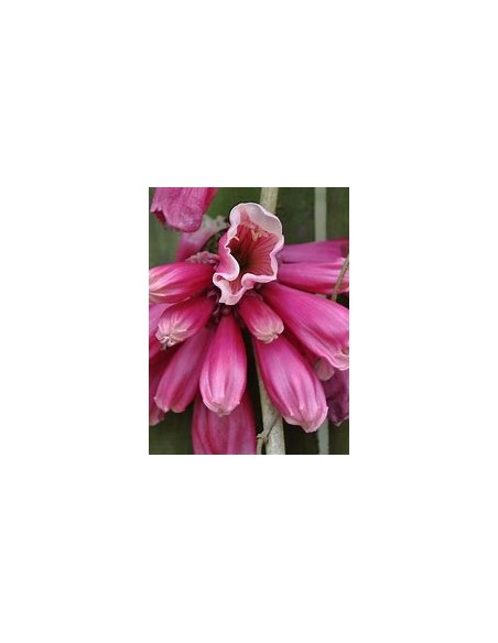 Tecomanthe dendrophylla 'Pink'-1 Plant for Sale in Mexico - Online Nursery