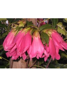 Tecomanthe dendrophylla... 2