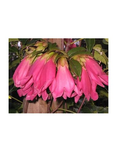 Tecomanthe dendrophylla 'Pink'-1 Plant for Sale...