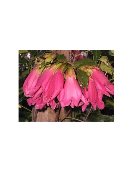 Tecomanthe dendrophylla 'Pink'-1 Plant for Sale in Mexico - Online Nursery