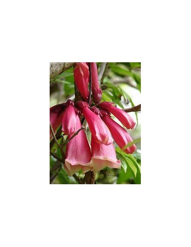 Tecomanthe dendrophylla 'Pink'-1 Planta en...
