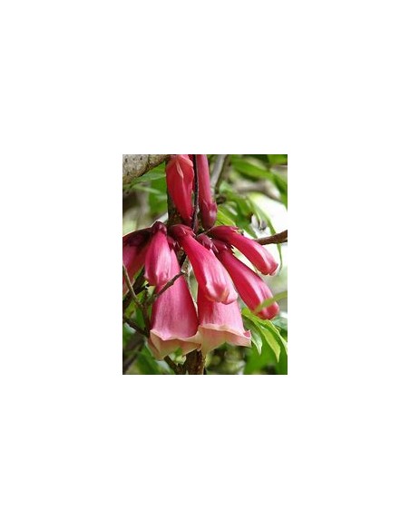 Tecomanthe dendrophylla 'Pink'-1 Plant for Sale in Mexico - Online Nursery