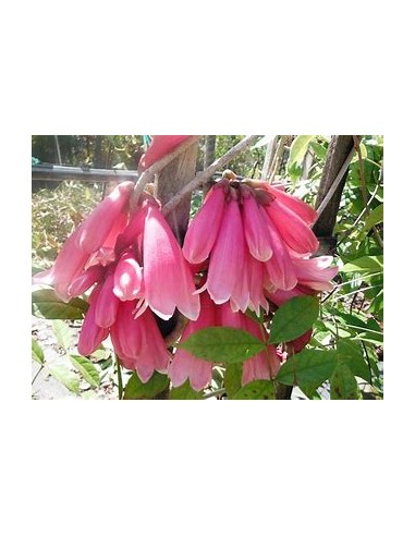 Tecomanthe dendrophylla 'Pink'-1 Plant for Sale...