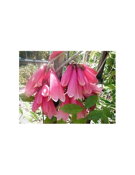 Tecomanthe dendrophylla 'Pink'-1 Plant for Sale in Mexico - Online Nursery