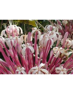 Clerodendrum...