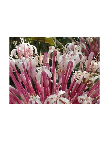 Clerodendrum quadriloculare-1 Plant for Sale in Mexico - Nursery online