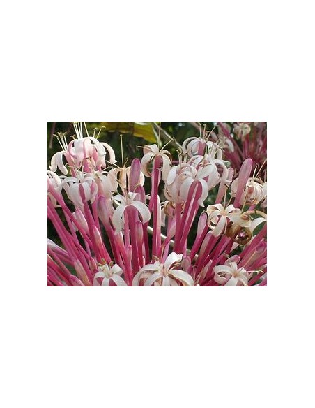 Clerodendrum quadriloculare-1 Plant for Sale in Mexico - Nursery online