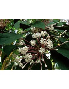 Clerodendrum... 2