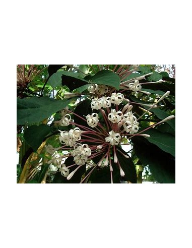 Clerodendrum quadriloculare-1 Planta en Venta...
