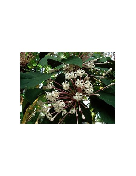 Clerodendrum quadriloculare-1 Plant for Sale in Mexico - Nursery online