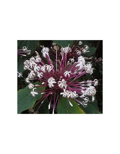 Clerodendrum quadriloculare-1 Planta en Venta...