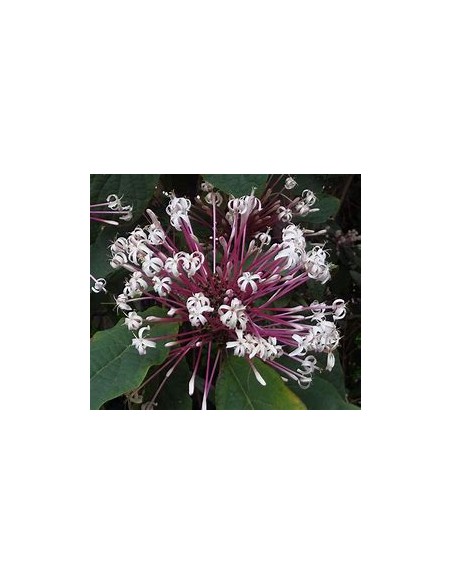 Clerodendrum quadriloculare-1 Plant for Sale in Mexico - Nursery online