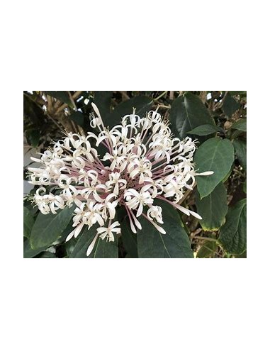 Clerodendrum quadriloculare-1 Planta en Venta...