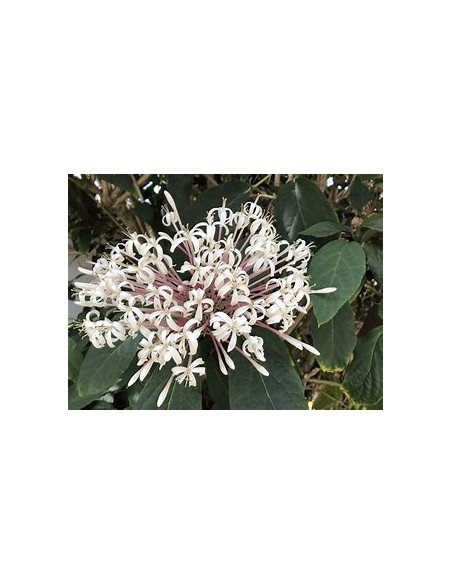 Clerodendrum quadriloculare-1 Plant for Sale in Mexico - Nursery online