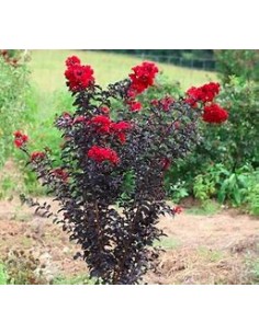 3 Pack Black diamond - /...